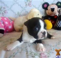 boston terrier puppy posted by Grannys Treasures